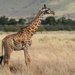 Studiul ADN confirma ca exista patru specii de girafe