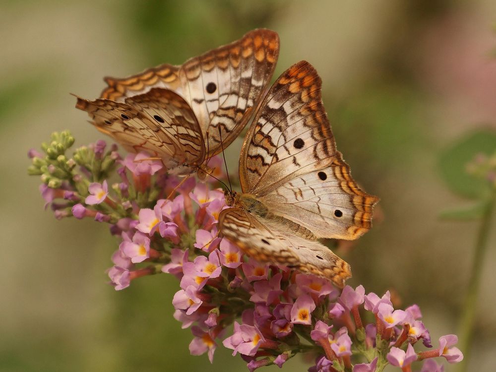 doi fluturi pe flori roz