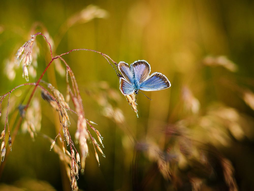 fluture albastru cocotat pe tepi