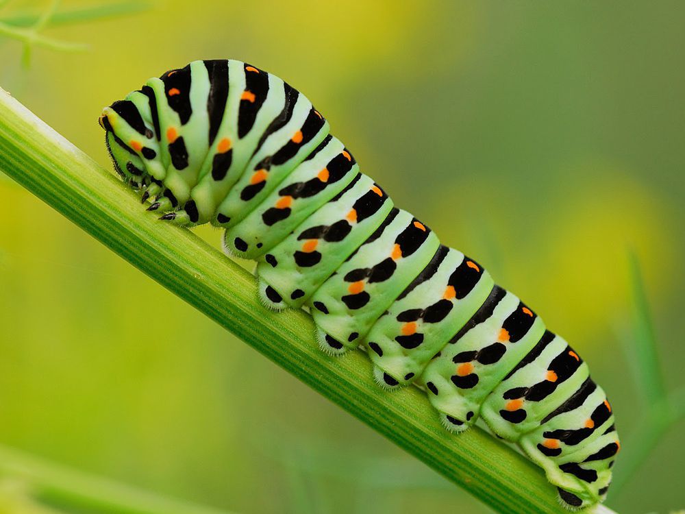 omida cocotata pe tulpina