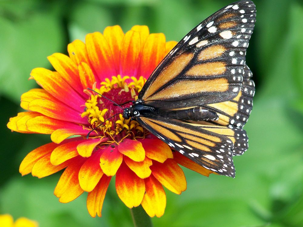 fluture mare galben si negru pe floare rosie si galbena