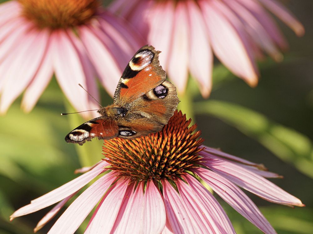 fluture paun pe floare roz