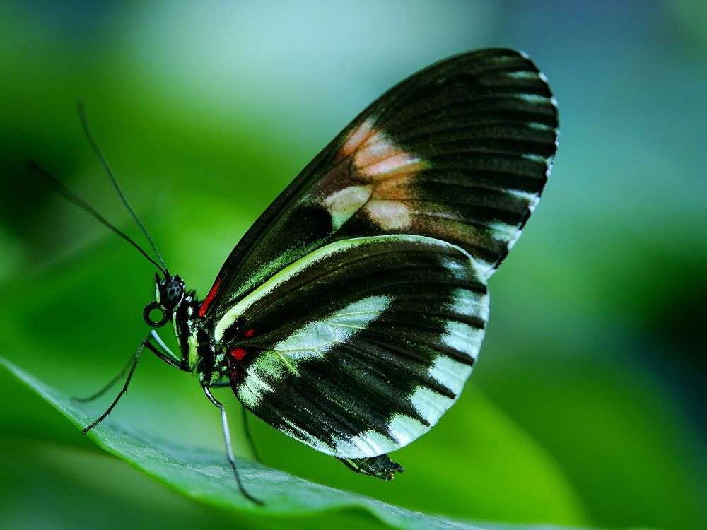 fluture aripi negre si rosii pe frunza verde