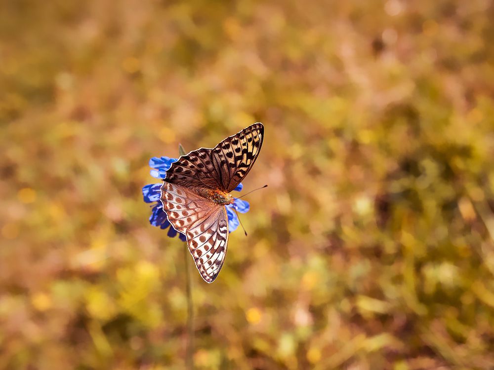 fluture maro pe floare albastra si camp maro