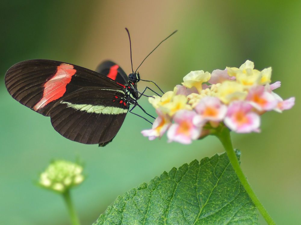 fluture negru si rosu pe flori multicolore