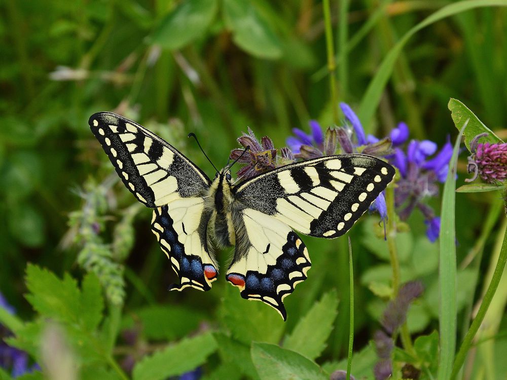 fluture multicolor printre flori si iarba