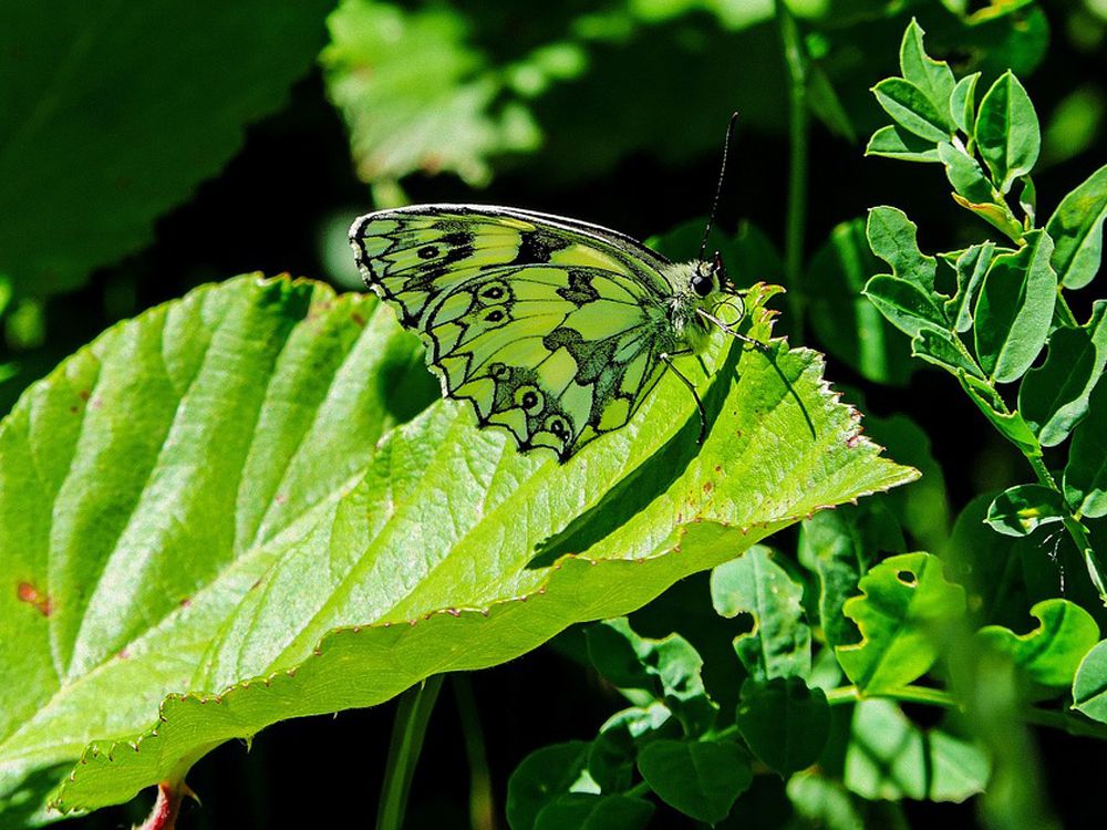 fluture camuflat pe frunza verde