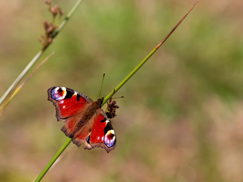 fluture paun pe tulpina florii