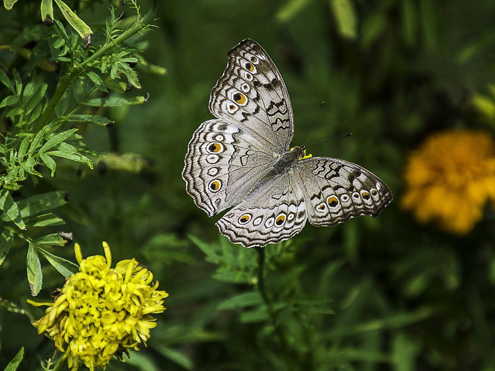 fluture mare alb aripi negre si galbene pe flori galbene