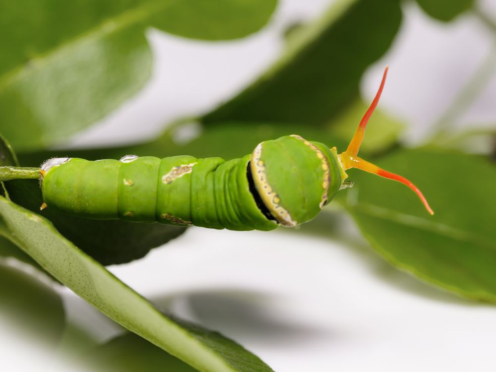 Omida verde cu osmeterium