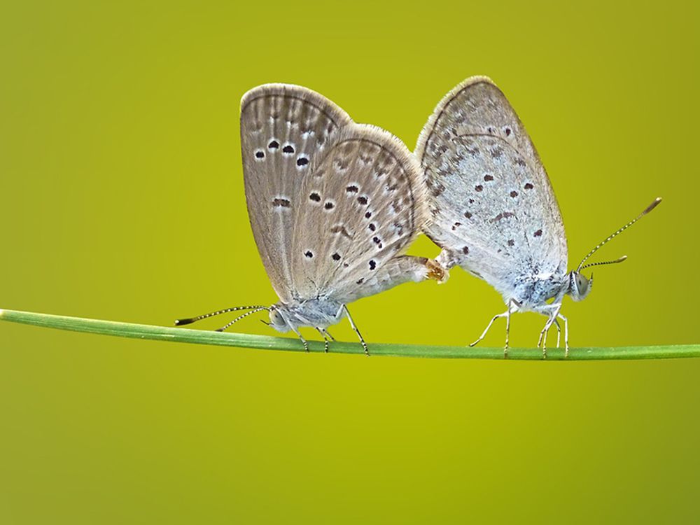 fluturi cocotati pe tulpina