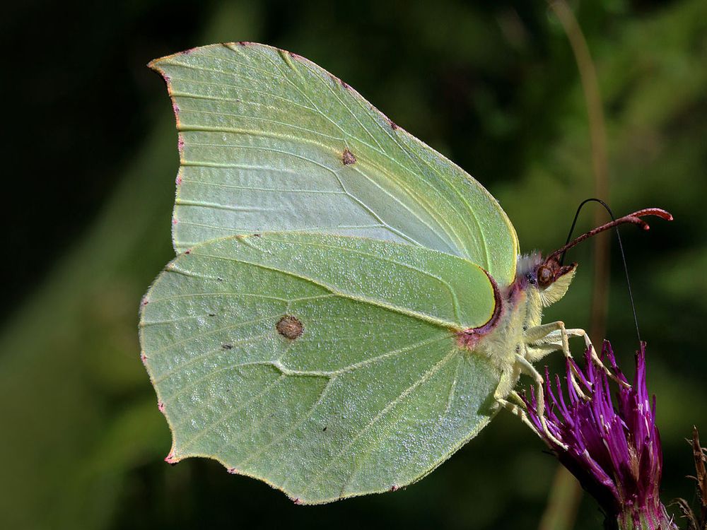 Cel mai longeviv fluture camuflat cu aspect de frunze