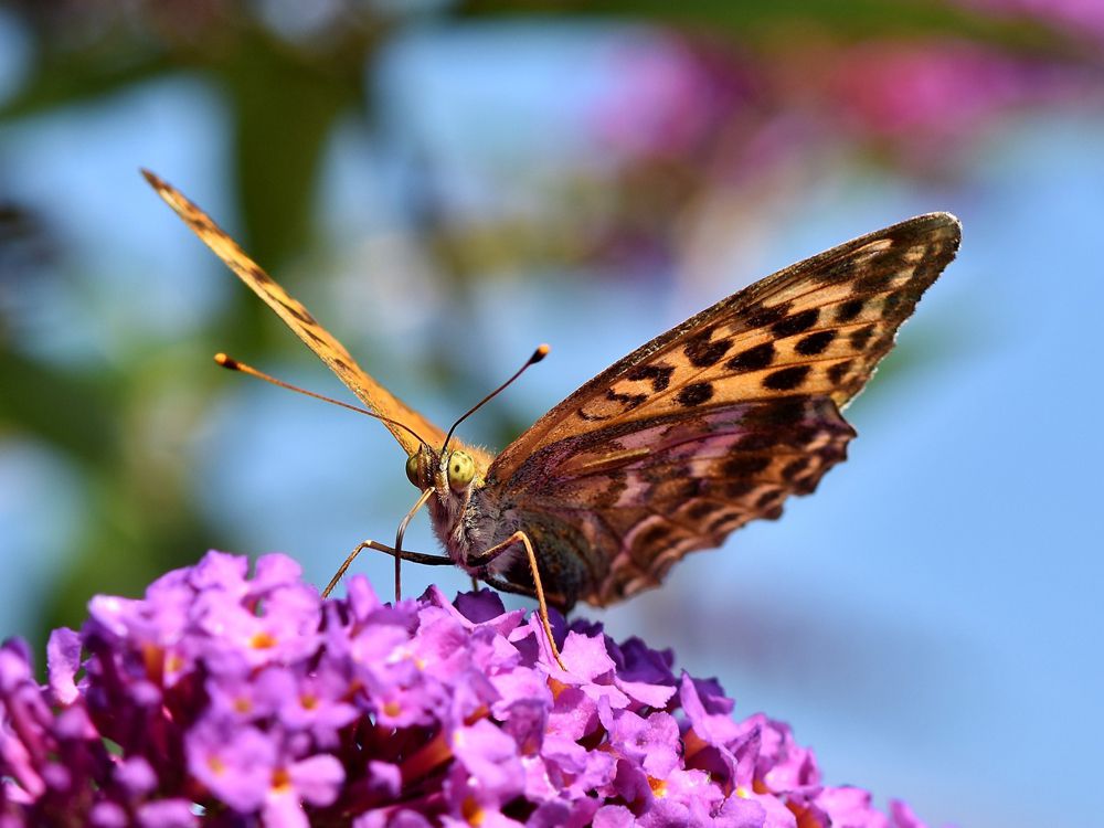 fluture punctat pe flori roz