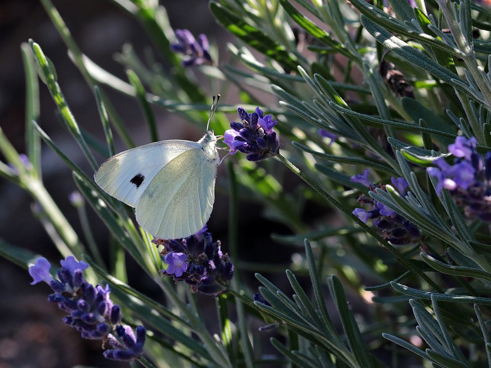 fluture alb pe flori violete