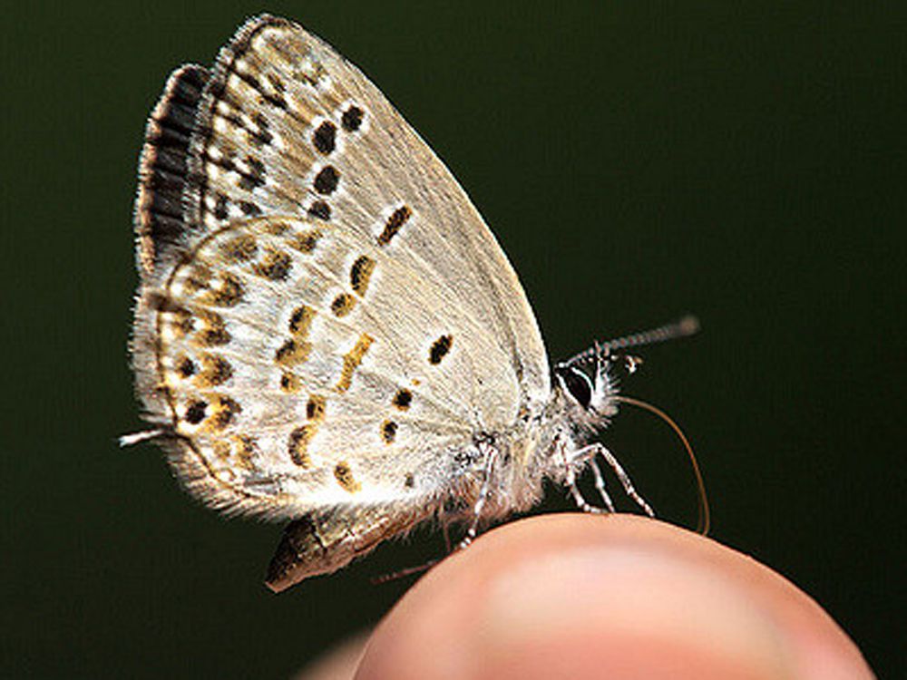 fluture pitic alb pe deget