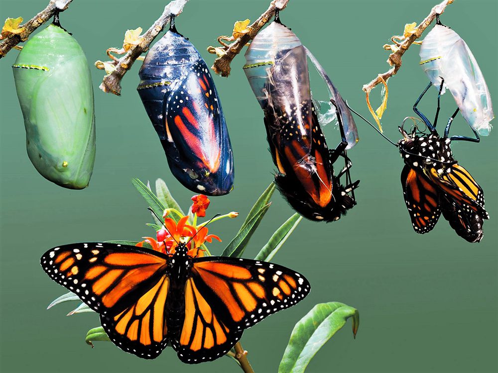 proces de omida la fluture