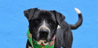 Curatarea si dezinfectia adaposturilor de animale